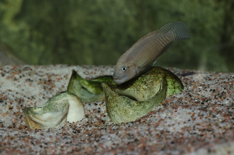 Telmatochromis temporalis 'Mpulungu'
